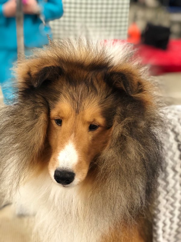 Cincerlee Shelties